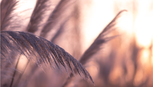 中原·澜台府 | 瞰海洋房，一首城市里的抒情散文诗