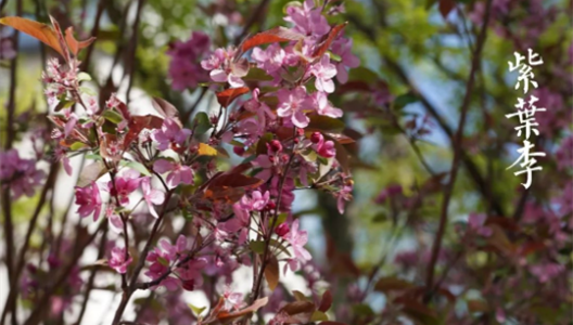 3308维多利亚线路检测中心精彩生涯指南 | 观花篇 NO003